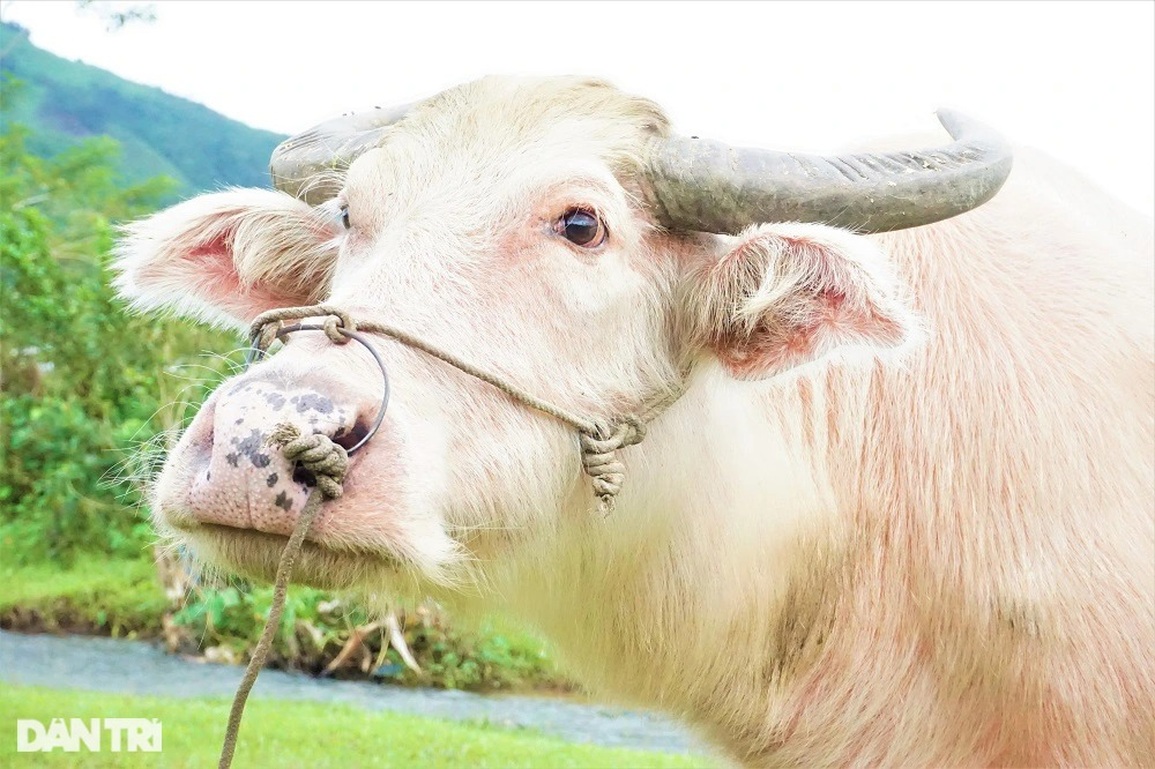 Lạ mắt với đàn trâu trắng muốt, mang lại cơ nghiệp sung túc cho chủ nuôi - 9 Lạ mắt với đàn trâu trắng muốt, mang lại cơ nghiệp sung túc cho chủ nuôi - 9