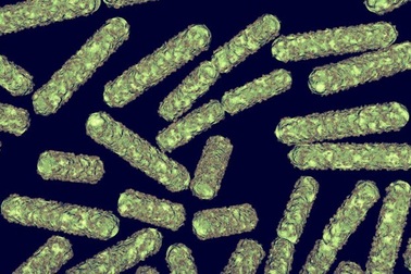 Sử dụng vi khuẩn làm ổ đĩa cứng