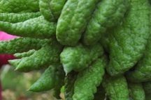 Làng phật thủ đất Hà Thành đón tết vui