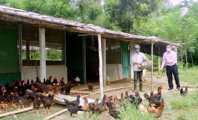 Trang trại chăn nuôi gà vịt của anh Nguyễn Văn Hùng ở xã Nam Giang, huyện Nam Đàn (Nghệ An)