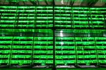 Bill Gates: Nếu giàu như Elon Musk thì hãy đầu tư vào bitcoin