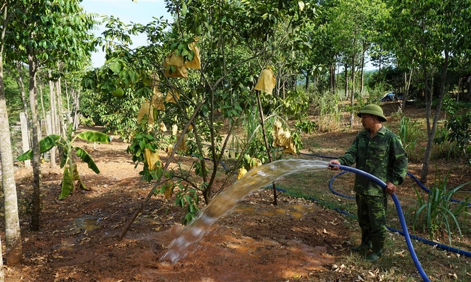 Vựa cây ngàn tỷ thất thu nặng vì đợt nắng nóng kỷ lục - 8 Vựa cây ngàn tỷ thất thu nặng vì đợt nắng nóng kỷ lục - 8