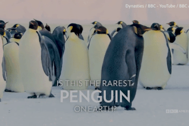 Phát hiện chim cánh cụt hoàng đế đen tuyền cực hiếm