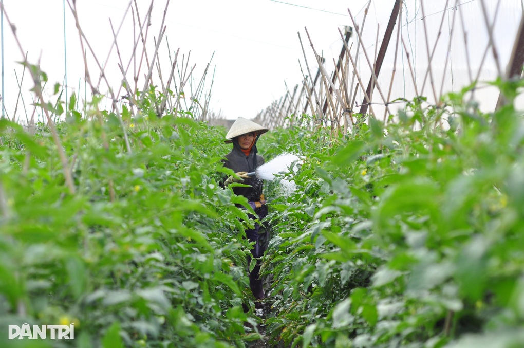 Nguồn cung rau vẫn đảm bảo dù lũ “xóa sổ” nhiều vườn tược ở Lâm Đồng - 3