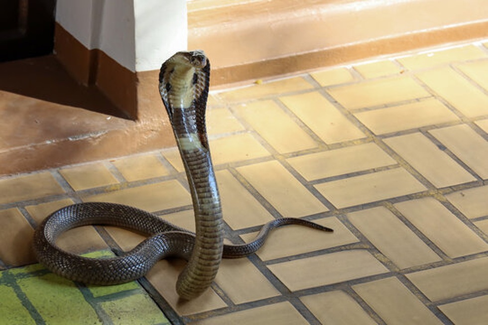 Khoảnh khắc rắn hổ mang cực độc trườn vào nhà bếp tại Lâm Đồng - 3 Khoảnh khắc rắn hổ mang cực độc trườn vào nhà bếp tại Lâm Đồng - 3