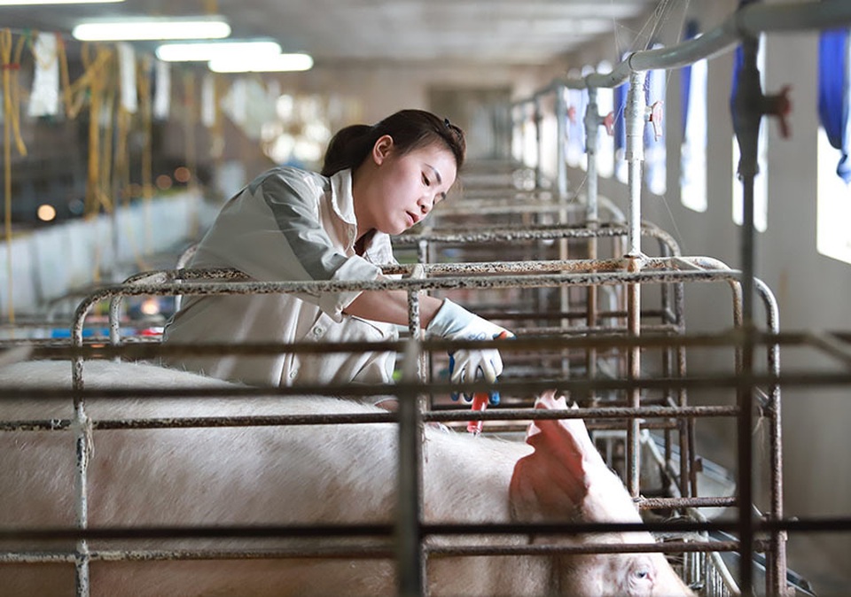 Bỏ biên chế nhà nước về nuôi lợn, mỗi năm thu hơn 1 triệu USD - 3 Bỏ biên chế nhà nước về nuôi lợn, mỗi năm thu hơn 1 triệu USD - 3