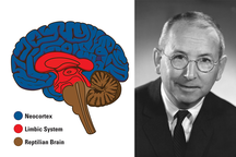 Tại sao lý thuyết 3 não lại ví não người với "não bò sát", "não thú"...