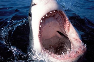 Giải mã “giác quan thứ 6” giúp cá mập phát hiện con mồi ngay cả trong bóng tối