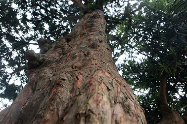 Không mất công tạo tác, cây tùng này đã có giá đắt ngang siêu xe