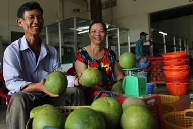 Bưởi da xanh được giá, người trồng thu tiền tỷ