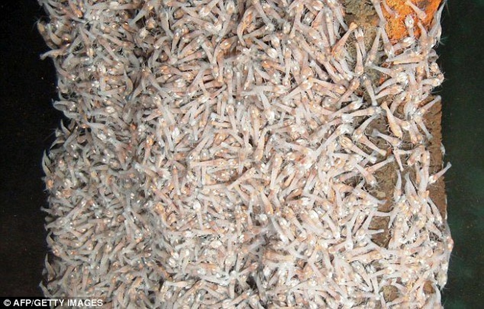 Loài tôm bất tử luộc không chết, có thể tồn tại ở môi trường 450 độ C - 3 Loài tôm bất tử luộc không chết, có thể tồn tại ở môi trường 450 độ C - 3