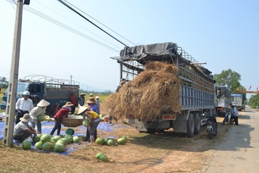 Quảng Ngãi: Bi hài chuyện trồng dưa, chờ... “hiệp sĩ”