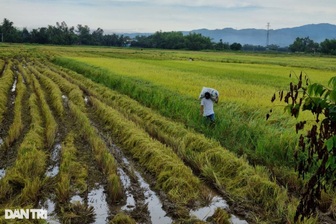 Nhà phố độc đáo, kết hợp giữa nhà rông và nhà 3 gian miền Bắc tại TP Pleiku 7 Những quy định về bồi thường khi Nhà nước thu hồi đất nông nghiệp