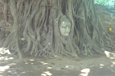 Tượng Phật trong hốc cây ở Thái Lan