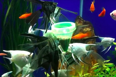 Kỹ sư viễn thông thành công với mô hình nuôi cá cảnh