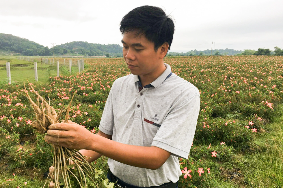 Máu liều của cử nhân lịch sử với sâm tiến vua mang về hơn nửa tỷ đồng/năm - 4 Máu liều của cử nhân lịch sử với sâm tiến vua mang về hơn nửa tỷ đồng/năm - 4