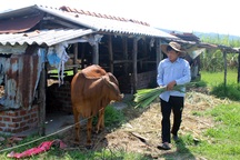 Phú Yên: Cần ưu tiên dạy nghề và tạo việc làm cho lao động ở địa bàn nghèo