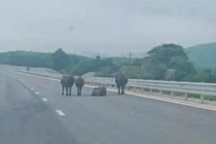 Đàn trâu tung tăng trên cao tốc Hàm Nghi - Vũng Áng
