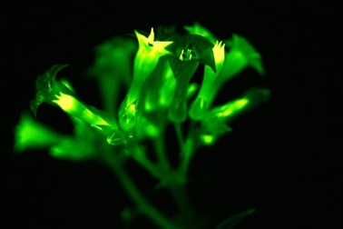 Các nhà khoa học tạo ra cây phát sáng nhờ gene của nấm