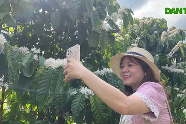 Mãn nhãn với mùa hoa tuyết trên Cao Nguyên