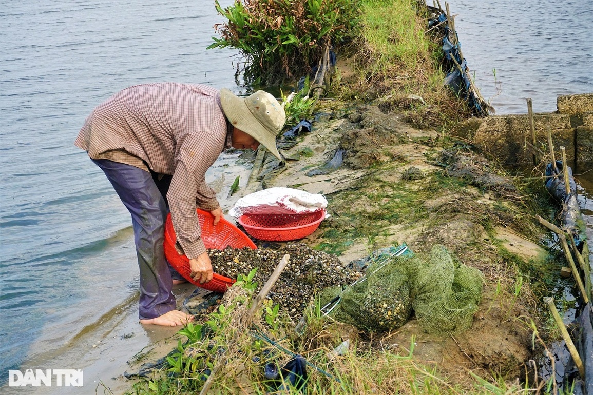 Theo chân những người dầm mình, ngâm nước cào hến ở sông Trường Giang - 15 Theo chân những người dầm mình, ngâm nước cào hến ở sông Trường Giang - 15