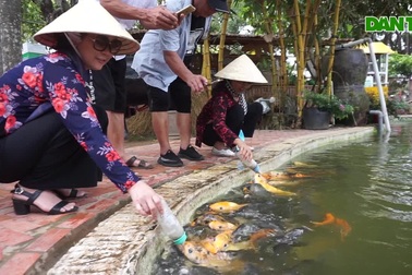 Độc đáo hàng nghìn con cá biết bú bình sữa như em bé