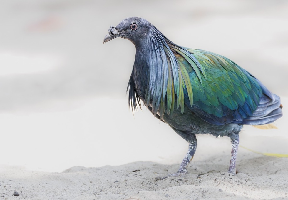 Loài chim bồ câu tuyệt đẹp, được pháp luật Việt Nam bảo vệ nghiêm ngặt - 5 Loài chim bồ câu tuyệt đẹp, được pháp luật Việt Nam bảo vệ nghiêm ngặt - 5