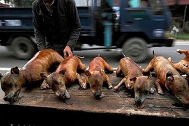 Khuyên người dân bỏ thịt chó vì “gây nhiều nguy hiểm”