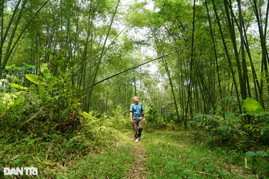 Nuôi con ăn học, xây nhà nhờ cây được mệnh danh là "vàng xanh"