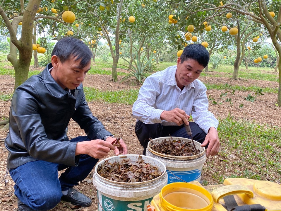 Trồng 250 gốc bưởi Diễn vẫn không đủ hàng để bán, dịp Tết thu lãi trên 100 triệu đồng - 5 Trồng 250 gốc bưởi Diễn vẫn không đủ hàng để bán, dịp Tết thu lãi trên 100 triệu đồng - 5