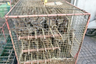 1.000 con chim bị bày bán bất hợp pháp trên đường ở TPHCM