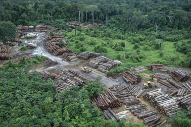 Rừng nhiệt đới trên thế giới đang mất khả năng hấp thụ carbon