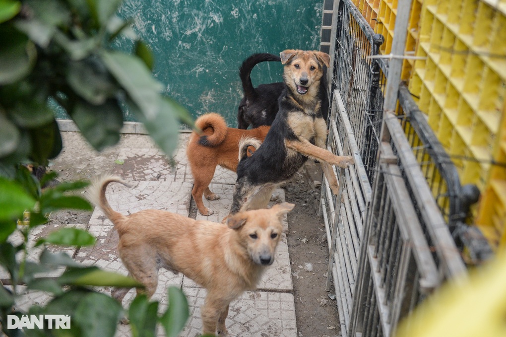 Nơi chăm sóc hàng trăm chú chó, mèo bị bỏ rơi ở Hà Nội - 3 Nơi chăm sóc hàng trăm chú chó, mèo bị bỏ rơi ở Hà Nội - 3