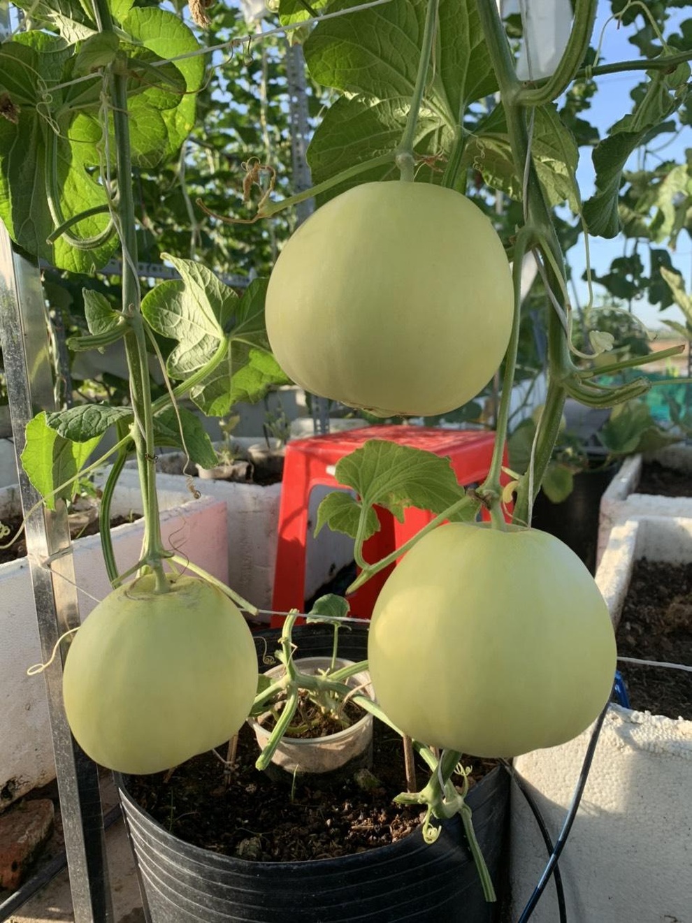 Vườn dưa nằm võng trăm gốc, gia chủ hái mỏi tay hơn 3 tạ/mùa - 5