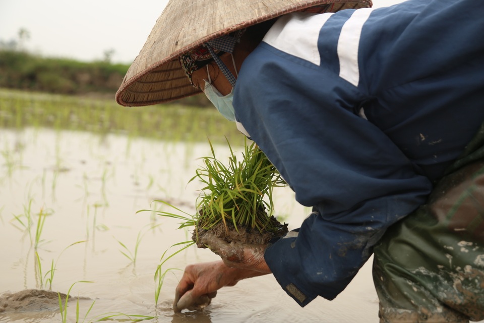 Hà Nội: Mồng 4 Tết, người cấy thuê kiếm 300.000 đồng/ngày - 2 Hà Nội: Mồng 4 Tết, người cấy thuê kiếm 300.000 đồng/ngày - 2