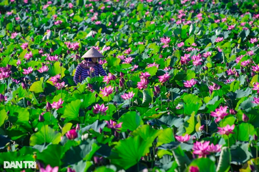 Đẹp ngỡ ngàng những cánh đồng sen gần phố cổ Hội An