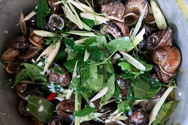 Loại rau mọc hoang giá 100.000 đồng/kg được bà nội trợ săn lùng