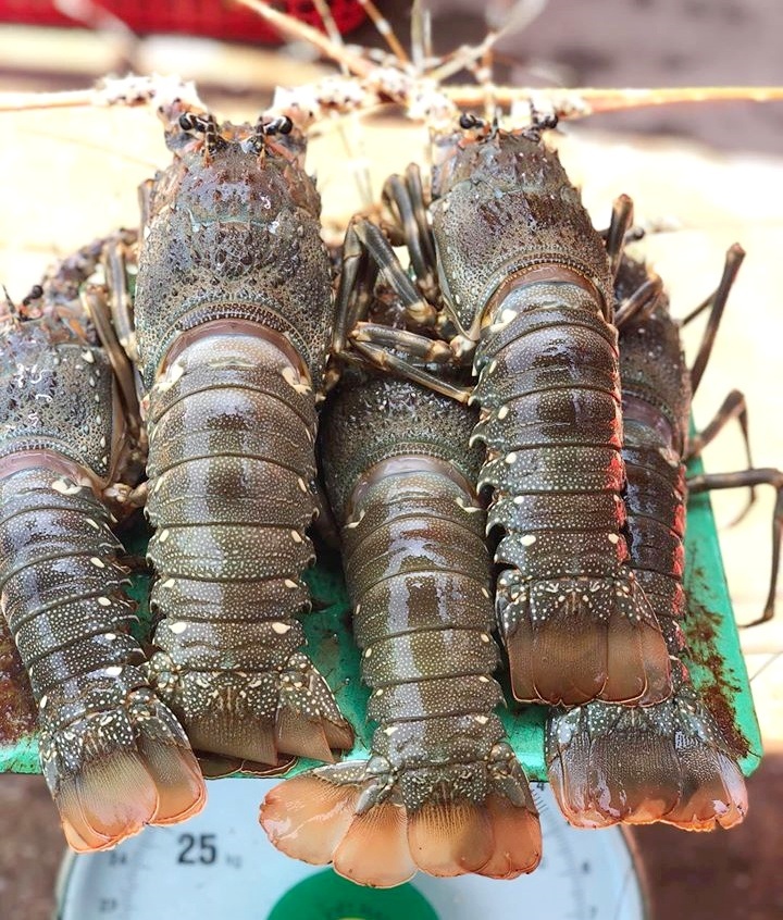 Tôm hùm rớt giá chưa từng thấy, 150.000 đồng/con - 1 Tôm hùm rớt giá chưa từng thấy, 150.000 đồng/con - 1