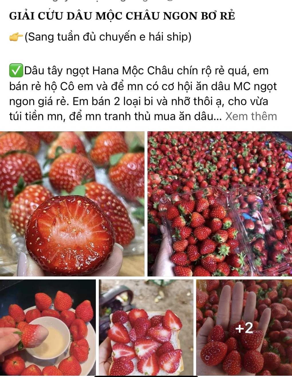 Dâu tây siêu rẻ ồ ạt xuống phố Hà Nội, cẩn thận hàng Trung Quốc gắn mác - 4 Dâu tây siêu rẻ ồ ạt xuống phố Hà Nội, cẩn thận hàng Trung Quốc gắn mác - 4