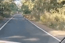 Hình ảnh động vật nổi bật: Hổ bất ngờ xuất hiện chặn đường người đi xe máy