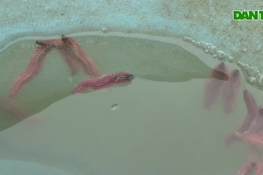 Săn "rồng đất" - nghề thời vụ, thu nhập chính