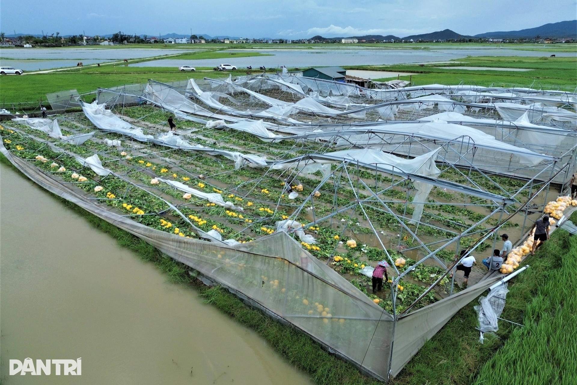 Nhà màng tiền tỷ bị bão Kajiki quật đổ, dân làng lội nước giúp chủ vớt dưa - 1
