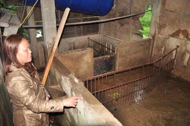 Chi hơn 1,2 tỷ đồng dập dịch heo tai xanh