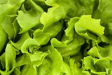 Lên sao Hỏa... trồng rau xà lách