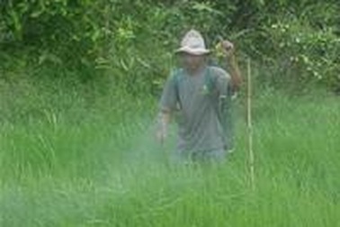 Lúa Đông Xuân trước đại nạn rầy nâu