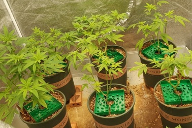 Dựng lều trồng cần sa ngay giữa thành phố Thủ Đức