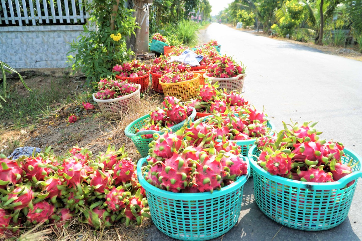 Người trồng thanh long điêu đứng vì giá rớt thê thảm - 3 Người trồng thanh long điêu đứng vì giá rớt thê thảm - 3
