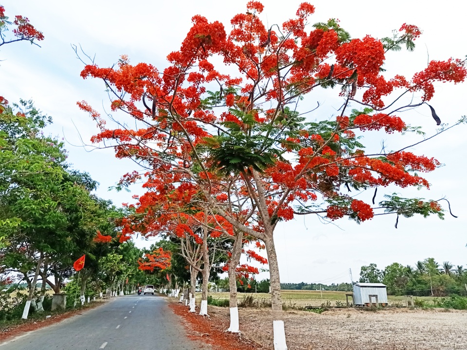 Rực sắc hoa phượng vĩ đường về Đền thờ Bác Hồ những ngày tháng 5 - 6 Rực sắc hoa phượng vĩ đường về Đền thờ Bác Hồ những ngày tháng 5 - 6