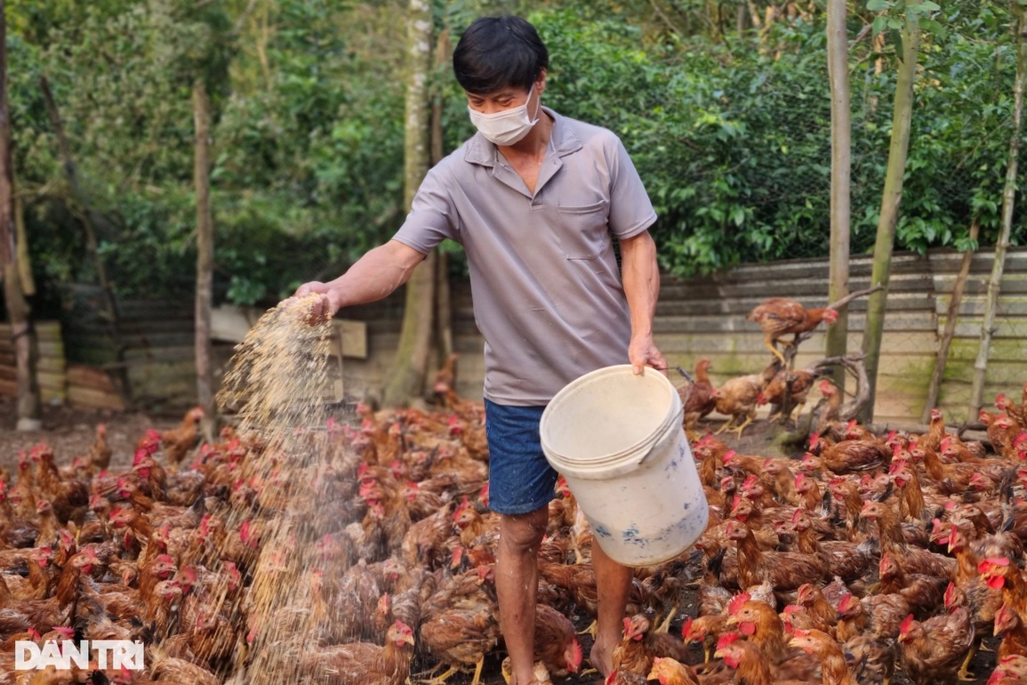 Nghỉ nuôi thỏ để chăm gà xương nhỏ, bỏ túi 300 triệu đồng mỗi năm - 1 Nghỉ nuôi thỏ để chăm gà xương nhỏ, bỏ túi 300 triệu đồng mỗi năm - 1