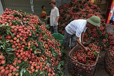 Hơn 80 doanh nghiệp Trung Quốc sang mua vải thiều